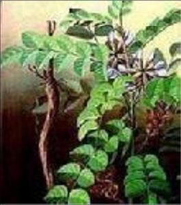 苦甘草[苦甘草]