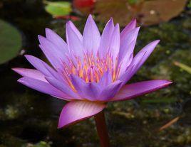 延藥睡蓮 延藥睡蓮