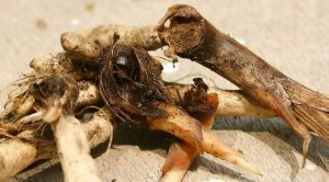 香草蘭根腐病 香草蘭根腐病