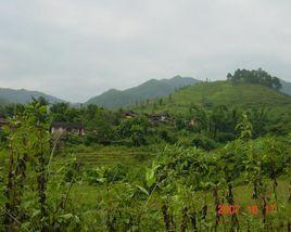 紅毛樹自然村 紅毛樹自然村
