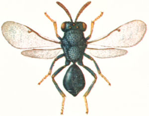 墨玉巨胸小蜂 墨玉巨胸小蜂