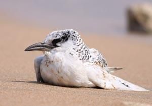 紅尾熱帶鳥 紅尾熱帶鳥