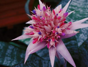 蜻蜓鳳梨 蜻蜓鳳梨