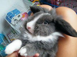 道奇垂耳兔 道奇垂耳兔