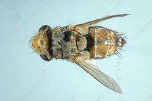 雙斑撒寄蠅 雙斑撒寄蠅