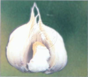 大蒜乾腐病 大蒜乾腐病