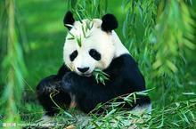 大熊貓桃桃 大熊貓桃桃