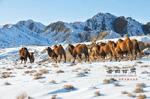 蒙古族養駝習俗 蒙古族養駝習俗