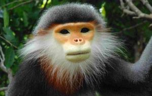 白臀葉猴屬 白臀葉猴屬