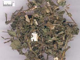 豨薟草提取物 豨薟草提取物