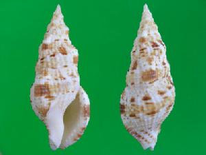 布紋螺科 布紋螺科