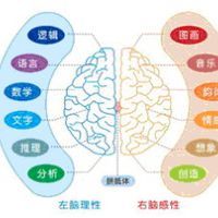 頂蓋前區 頂蓋前區