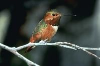 艾氏煌蜂鳥 艾氏煌蜂鳥