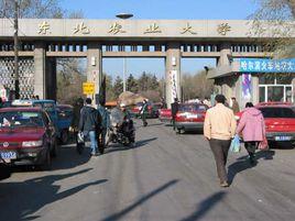 東北農業大學農學院 東北農業大學農學院