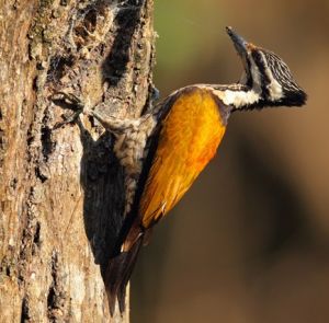 金背三趾啄木鳥