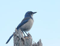 聖島叢鴉 聖島叢鴉