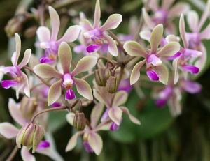 海南蝴蝶蘭 海南蝴蝶蘭