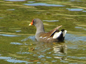 黑水雞馬里亞納亞種