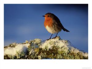 紅白蟻鶇 紅白蟻鶇