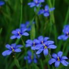 藍眼草 藍眼草