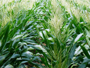 仲甜2號 仲甜2號