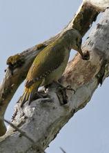 灰頭綠啄木鳥(圖3)