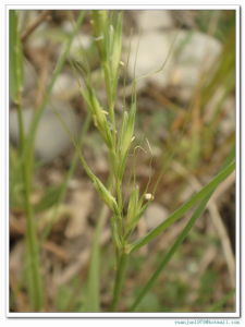 直穗鵝觀草 直穗鵝觀草