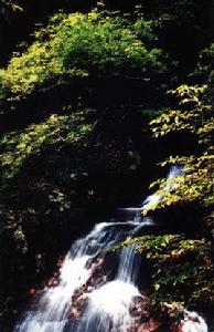 浙江三衢國家森林公園