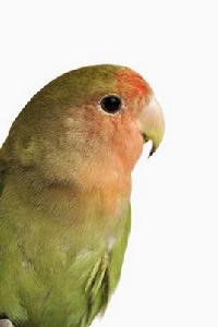 桃面愛情鸚鵡 桃面愛情鸚鵡