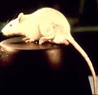 （圖）人造甜味劑原理