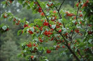 雲南櫻桃（原變種）