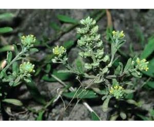 歐洲庭薺 歐洲庭薺