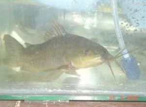 多輻弓背鯰 多輻弓背鯰