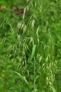 燕麥彎曲試驗法 燕麥彎曲試驗法