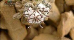 柔毛合頭菊 柔毛合頭菊