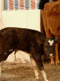 動物乳腺生物反應器 動物乳腺生物反應器