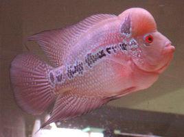 珍珠羅漢魚 珍珠羅漢魚