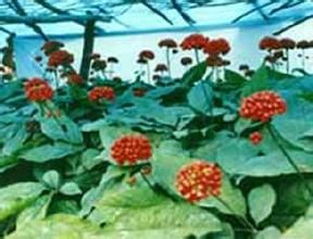 撫松人參王國游 撫松人參王國游