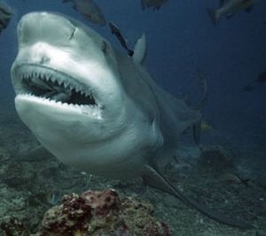 尼加拉瓜真鯊 尼加拉瓜真鯊