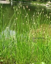 具槽稈荸薺 具槽稈荸薺