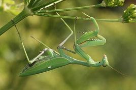 非洲綠巨螳螂 非洲綠巨螳螂