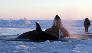 加拿大虎鯨群被困冰窟後奇蹟脫險