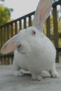 大耳兔 大耳兔