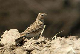 短趾百靈 短趾百靈