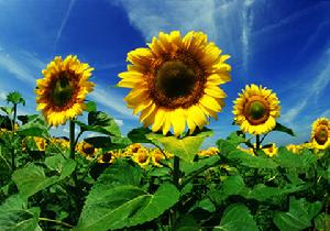 （圖）普羅旺斯