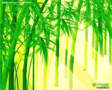 竹林風景