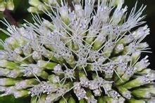 廣東土牛膝 廣東土牛膝