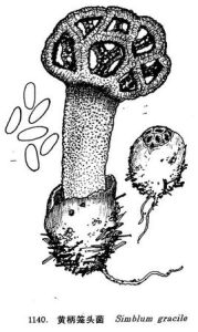 黃柄籠頭菌 黃柄籠頭菌