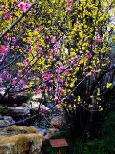 醉花間·深相憶 醉花間·深相憶