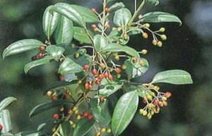 忍冬葉冬青 忍冬葉冬青